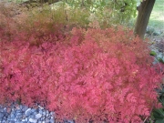 Aruncus