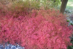 Aruncus