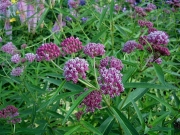 Asclepias incarnata swamp milkweed