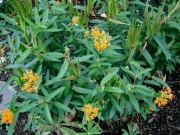 Asclepias tuberosa orange butterfly milkweed, flowers & seedpods