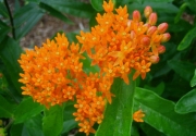 Asclepias tuberosa orange butterfly milkweed, closeup