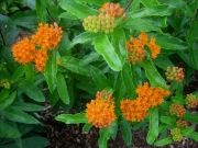 Asclepias tuberosa orange butterfly milkweed