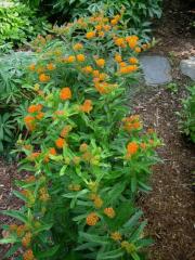 Asclepias tuberosa orange butterfly milkweed