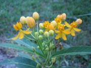 Asclepias tuberosa yellow butterfly milkweed