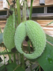 Asclepias tuberosa, seedpod unusually configured milkweed seedpod