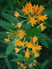 Asclepias tuberosa orange butterfly milkweed