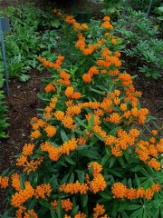 Asclepias tuberosa orange butterfly milkweed