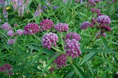 Asclepias incarnata swamp milkweed