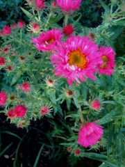 Aster novi-angliae New England aster, 'Alma Potskche'