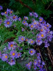 Aster novi-angliae New England aster, purple