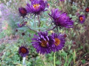 Aster novi-angliae New England aster, grape purple