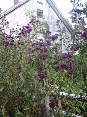 Aster novi-angliae New England aster, grape purple