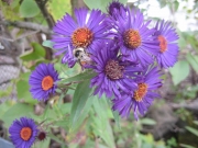 Aster novi-angliae New England aster, purple