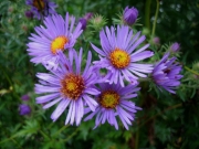 Aster novi-angliae New England aster, purple