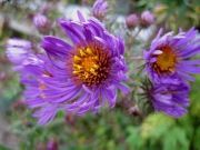 Aster novi-angliae New England aster, purple