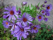 Aster novi-angliae New England aster, purple