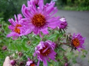 Aster novi-angliae New England aster, pink