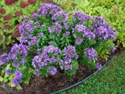 Aster novi-belgii dwarf purple aster