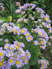 Aster, unknown variety perennial in Virginia