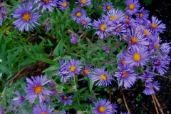 Aster novi-angliae New England aster, purple