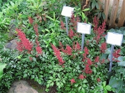 Astilbe arendsii "Fanal" brightest red, dark foliage