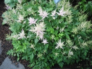 Astilbe arendsii dwarf pale pink Astilbe