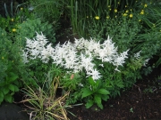 Astilbe arendsii dwarf white Astilbe