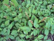 Astilbe chinensis 'Pumila' dwarf-est, latest Astilbe in bud