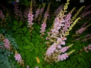 astilbe chinensis 'Pumila' dwarf-est, latest Astilbe in full bloom