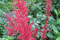 Astilbe arendsii 'Fanal' brightest red, dark foliage