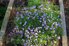 Aubretia x hybrida 'Cascade Blue'