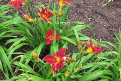 Hemerocallis 'Baja'
