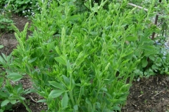 Baptisia australis false indigo/Siberian pea shrub in bud