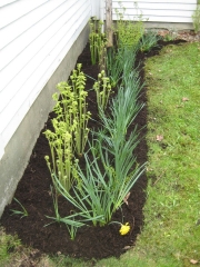North side of house, closeup