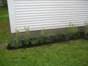 North side of house