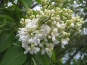 double white lilac