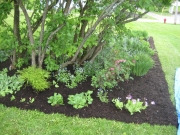 under the white lilacs-2