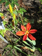 Belamcanda chinensis yellow blackberry lily, marginally hardy Zone 3