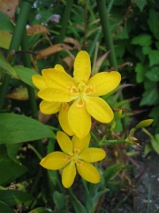 Belamcanda chinensis yellow blackberry lily, marginally hardy Zone 3