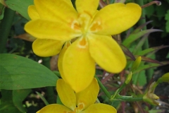 Belamcanda chinensis yellow blackberry lily, marginally hardy Zone 3