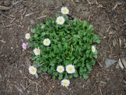 Bellis perennis English daisy, non-hybrid
