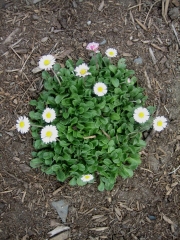 Bellis perennis English daisy, non-hybrid
