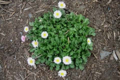 Bellis perennis English daisy, non-hybrid