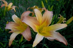 Hemerocallis 'Bright Caballero'