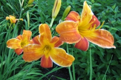 Hemerocallis 'Bright Spangles'