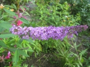Buddleia (butterfly bush)
