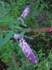 Buddleia (butterfly bush)