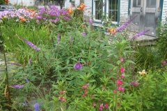 Buddleia (butterfly bush)
