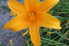 Hemerocallis 'Butterbrick'