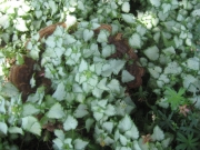 Lamium closeup